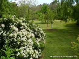 Picnic Lawn - Choisya Ternata